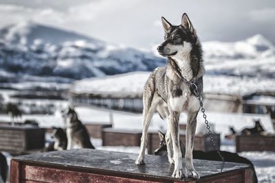 Close-up of dog on snow