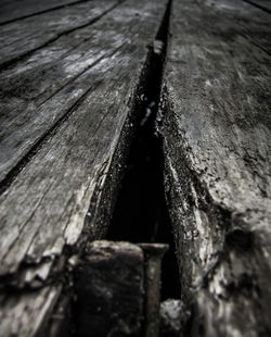 Close-up of tree trunk