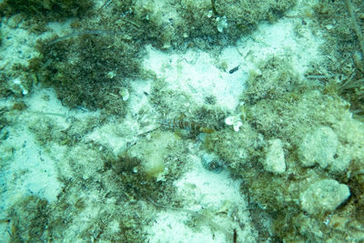 High angle view of fish swimming underwater