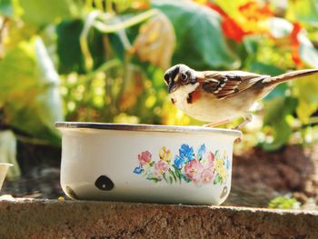 Close-up of bird perching on feeder