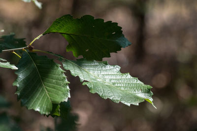 Close-up of leaves