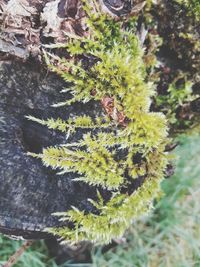 Close-up of moss growing on rock