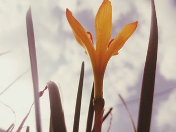 Close-up of flower blooming outdoors