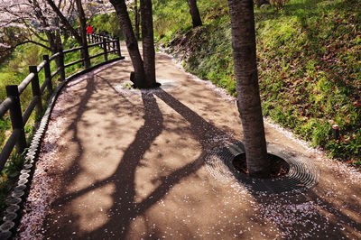 Shadow of tree on footpath in forest