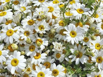 Close-up of white daisy flowers