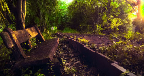 Trees in forest