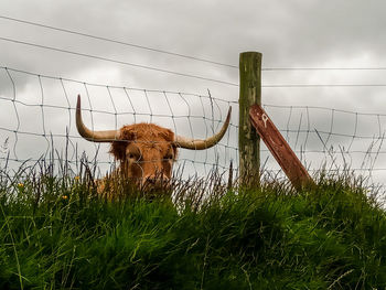 View of an animal on field