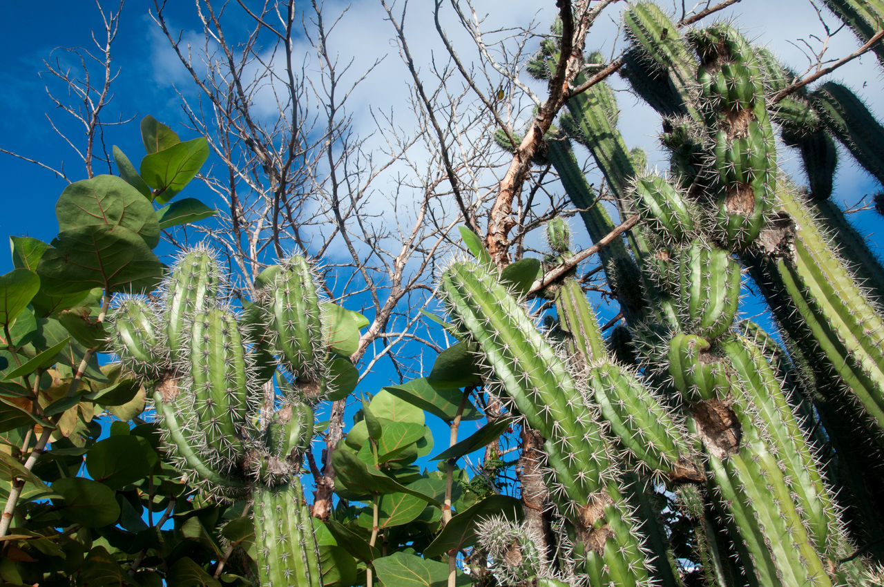 plant, growth, nature, flower, tree, green, sky, beauty in nature, no people, low angle view, day, blue, leaf, garden, plant part, outdoors, tranquility, sunlight, land, cactus, food, agriculture, succulent plant, food and drink