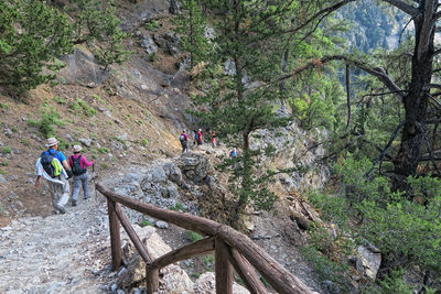 Rear view of people hiking in forest