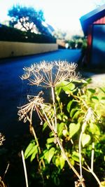 Close-up of plant against blurred background