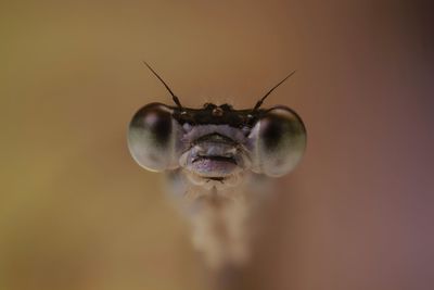 Close-up of insect