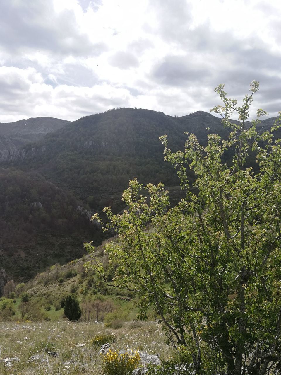 tree, mountain, nature, beauty in nature, growth, no people, scenics, day, tranquility, outdoors, plant, tranquil scene, sky, mountain range, landscape, freshness