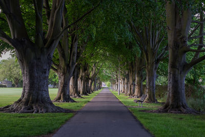 Empty road along trees in park