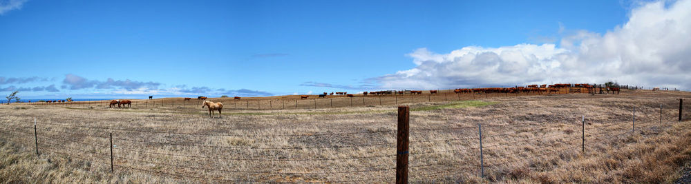 Panoramic view of agricultural landscape against blue sky