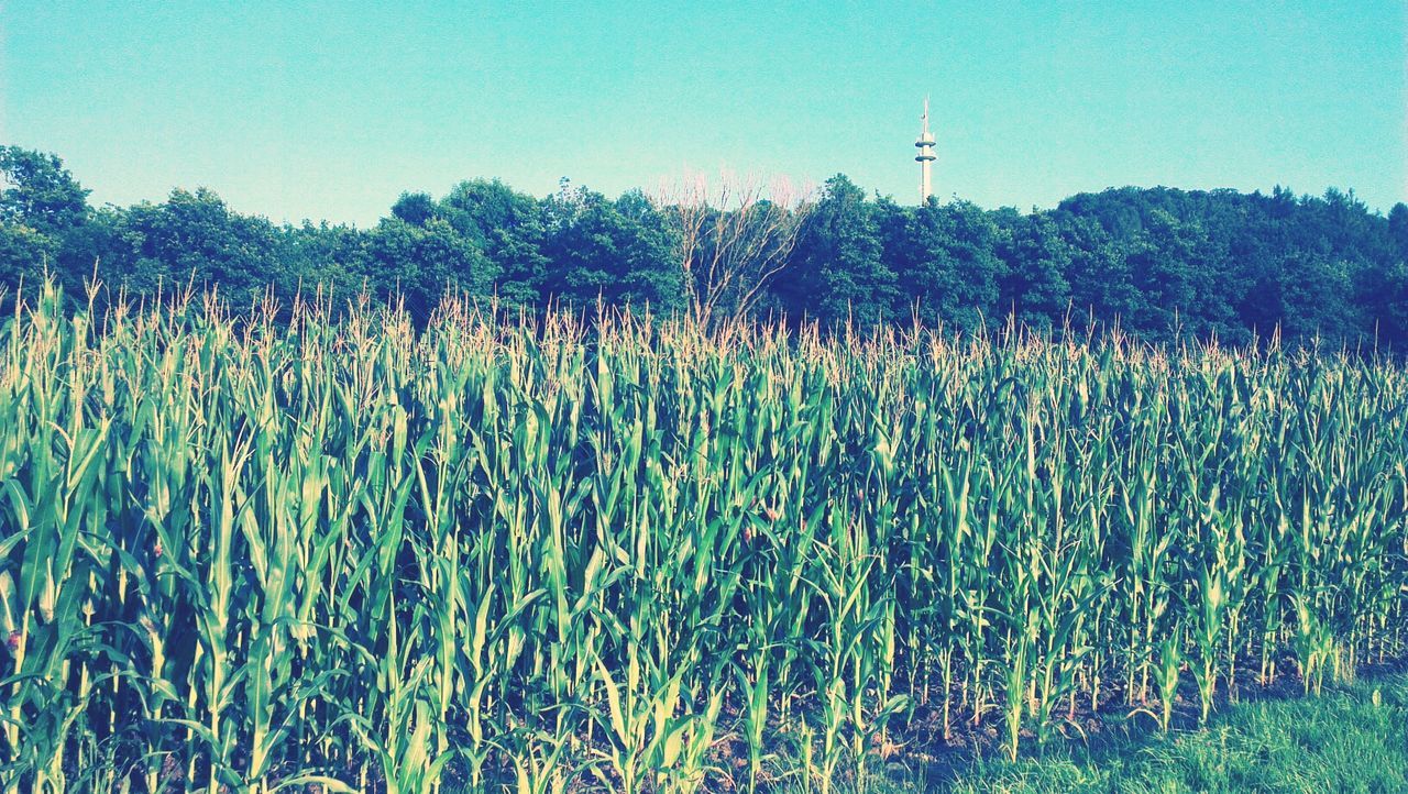 clear sky, growth, field, plant, blue, tranquility, tranquil scene, landscape, nature, beauty in nature, grass, flower, rural scene, copy space, scenics, tree, green color, agriculture, growing, day