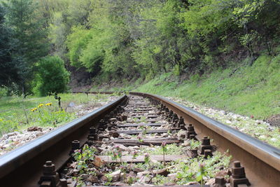 Railroad track amidst trees