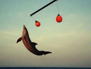 Low angle view of red balloons