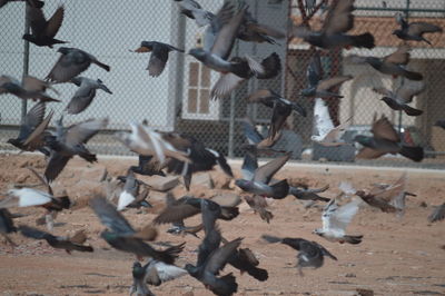 Seagulls perching on city
