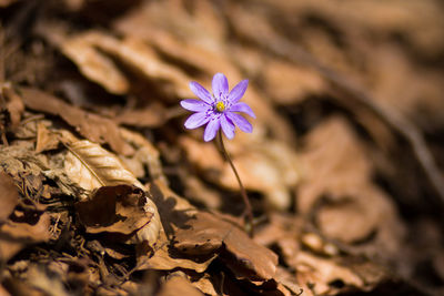 Close-up of purple flowering plant on field