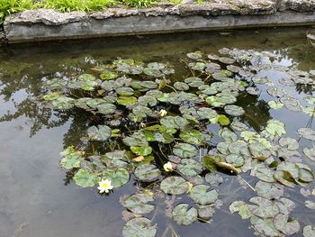 Close-up of plants floating on water