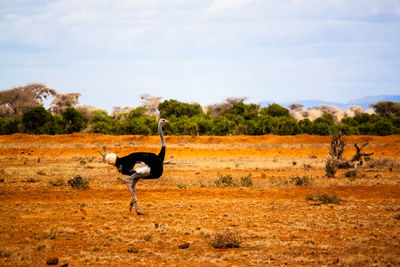 Ostrich on field at tsavo east national park