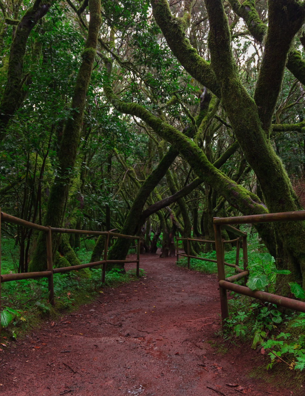 VIEW OF TREES IN FOREST