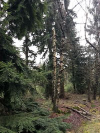 Trees in forest against sky