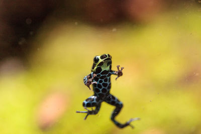 Iridescent variable poison dart frog ranitomeya variabilis is found in the tropical rain forest