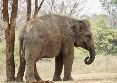 Elephant in a field