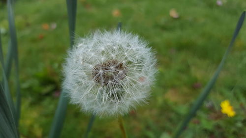 Close-up of flower