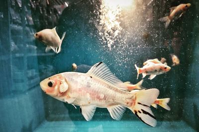 Close-up of fish swimming in sea