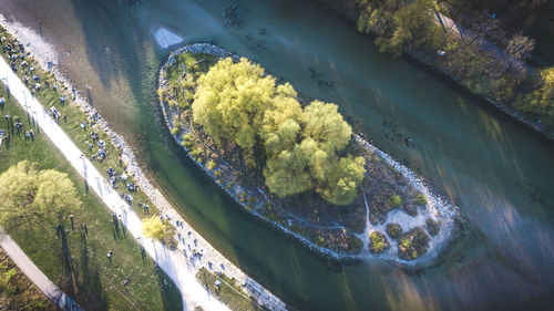 Aerial view of tree amidst river