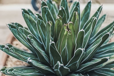 Close-up of succulent plant