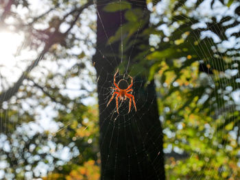 Close-up of spider on web