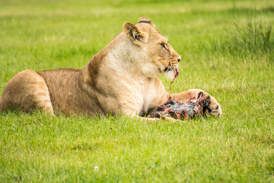 Lion lying on grass