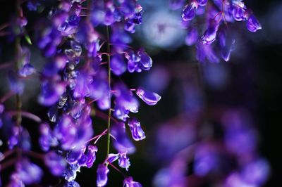 Close up wisteria flowers