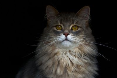 Portrait of cat