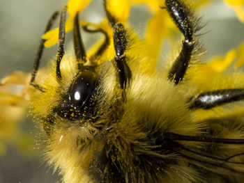 Close-up of spider