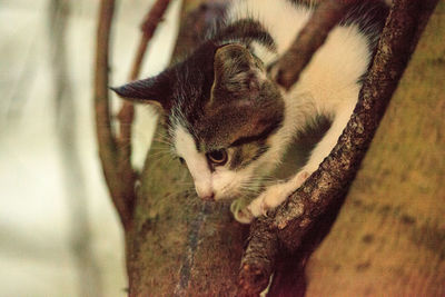 Close-up of a cat on tree