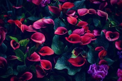 Full frame shot of pink flowering plants