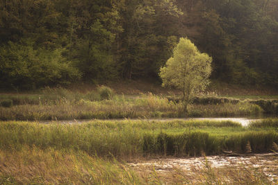 Scenic view of forest