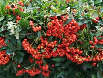 Evergreen hedge with berries