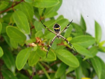 Close-up of spider on web