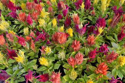 Full frame shot of multi colored flowering plants