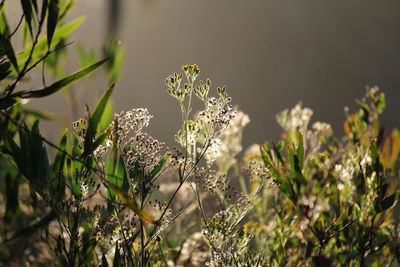 Close-up of plant against blurred background