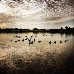 Swans swimming in lake against sky during sunset
