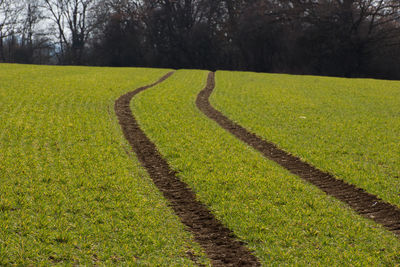 Scenic view of field
