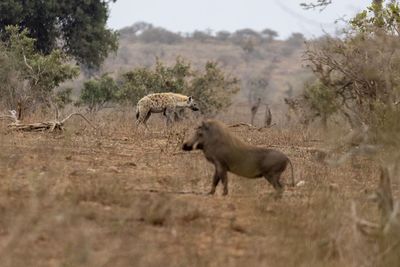 Cheetah running on field