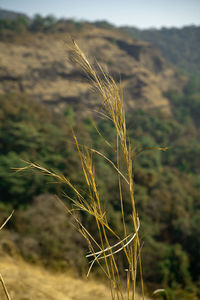 Close-up of wheat growing on field