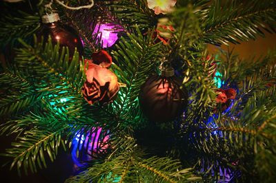 Low angle view of christmas tree at night